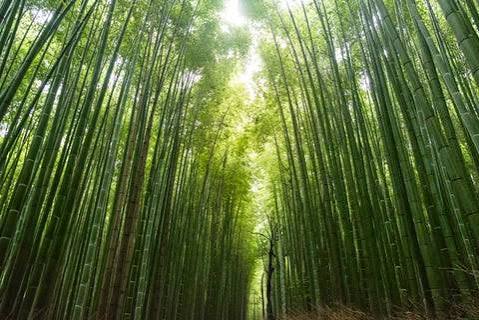 Bamboo brushes